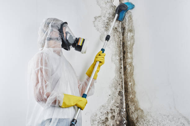 Best Attic Mold Remediation in Gustine, CA
