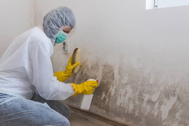 Best Post-Flood Mold Remediation in Gustine, CA