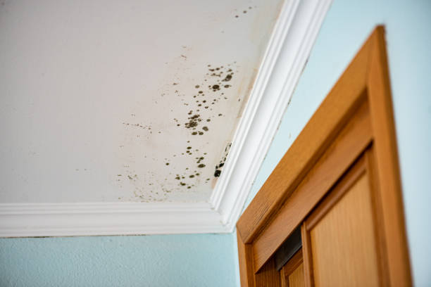 Gustine, CA Mold Remediation Company