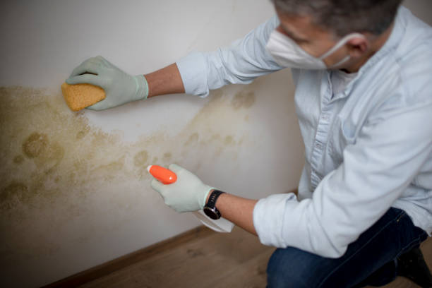 Best Industrial Mold Remediation in Gustine, CA